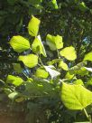 Tilia japonica