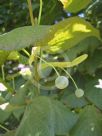 Tilia japonica