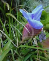 Tillandsia cyanea