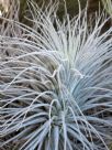 Tillandsia tectorum