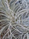 Tillandsia tectorum