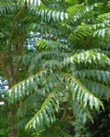 Toona sinensis