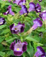 Torenia fournieri