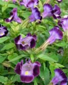 Torenia fournieri