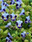 Torenia fournieri