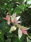 Trachelospermum jasminoides Tricolor