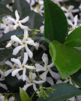 Trachelospermum jasminoides