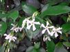 Trachelospermum jasminoides