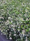 Trachelospermum jasminoides