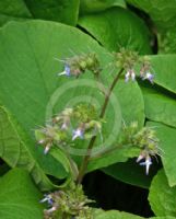 Trachystemon orientalis