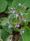 Trachystemon orientalis