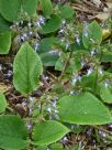 Trachystemon orientalis