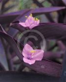 Tradescantia pallida