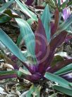 Tradescantia spathacea