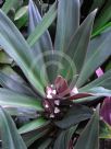 Tradescantia spathacea