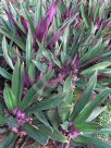 Tradescantia spathacea