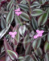 Tradescantia zebrina