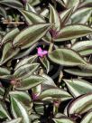 Tradescantia zebrina