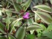 Tradescantia zebrina