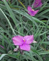 Tradescantia Andersoniana Group