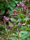 Tricyrtis hirta