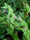 Tricyrtis hirta