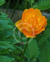 Trollius asiaticus