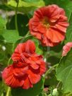 Tropaeolum majus