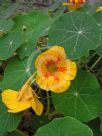 Tropaeolum majus