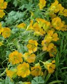 Tropaeolum polyphyllum