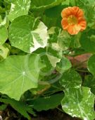 Tropaeolum Alaska