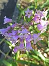 Tulbaghia simmleri