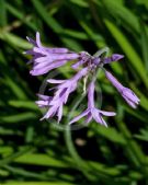 Tulbaghia violacea