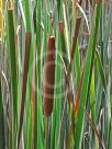 Typha angustifolia