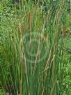 Typha angustifolia