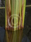 Typha angustifolia