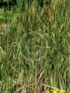 Typha domingensis