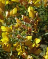 Ulex europaeus