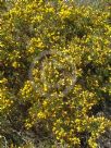 Ulex europaeus