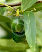 Umbellularia californica