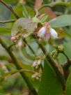 Vaccinium corymbosum