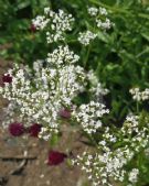 Valeriana officinalis