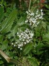 Valeriana officinalis