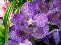 Vanda