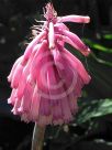 Veltheimia bracteata