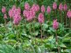 Veltheimia bracteata