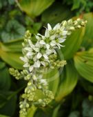 Veratrum album