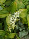 Veratrum album