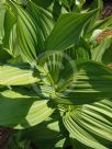 Veratrum viride