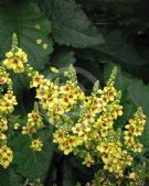 Verbascum chaixii